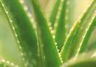 Aloe Vera extract - Herbal Extracts
