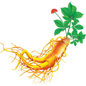 Ginseng Extract - Herbal Extracts