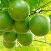 Grosvenor Momordica Fruit Extract  - Herbal Extracts