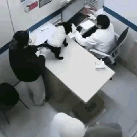 古希腊猫猫神的侍者 动图 给您放一放脑子里的水