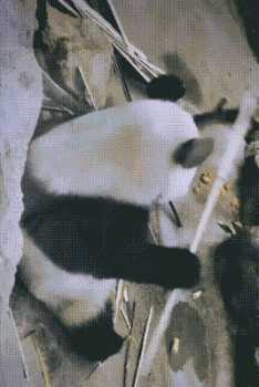 这拍的啥给我看看！ 动图 吃香蕉那个怎么不放全！