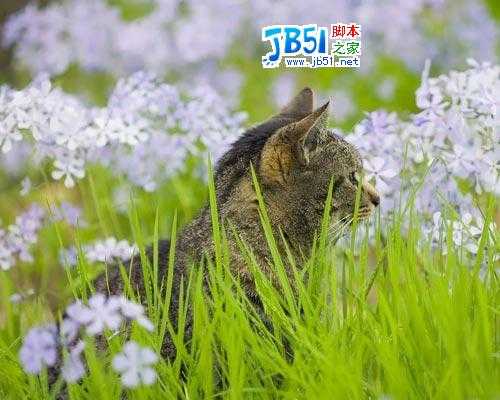 Photoshop新手教程:添加相框及签名