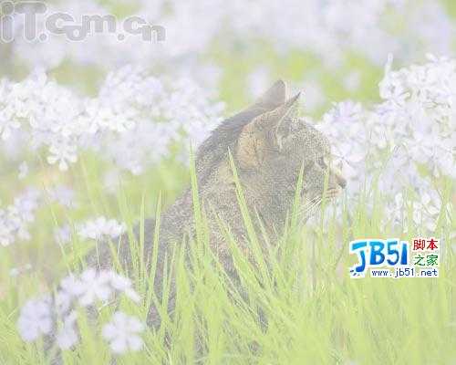 Photoshop新手教程:添加相框及签名