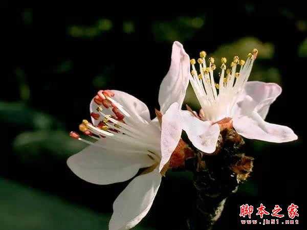 教你如何拍出漂亮的花卉 摄影实用技巧