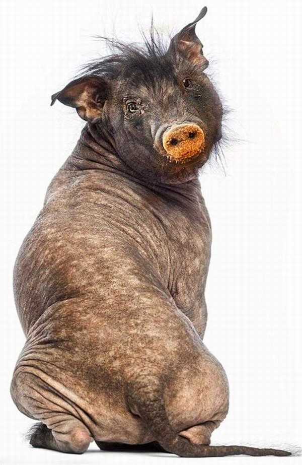 Photoshop下的地球新物种?你见过没