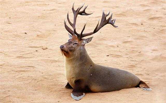 Photoshop下的地球新物种?你见过没