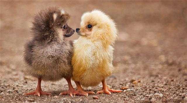 Photoshop下的地球新物种?你见过没