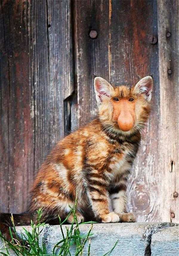 Photoshop下的地球新物种?你见过没