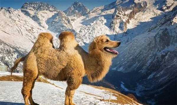 Photoshop下的地球新物种?你见过没