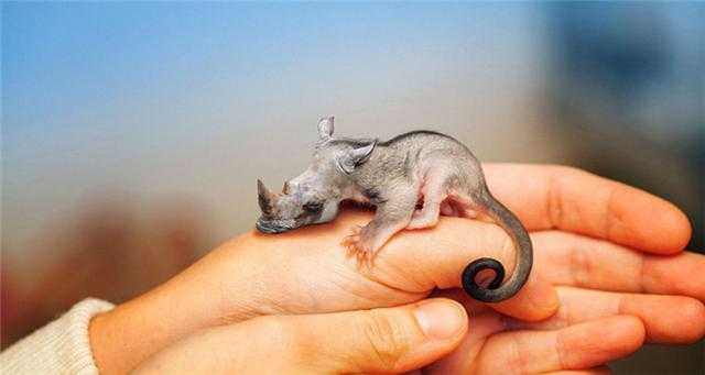 Photoshop下的地球新物种?你见过没