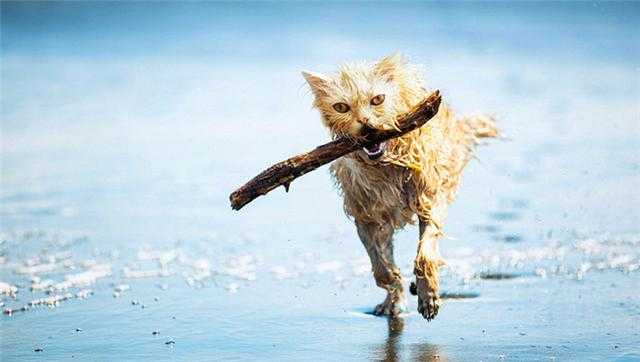 Photoshop下的地球新物种?你见过没