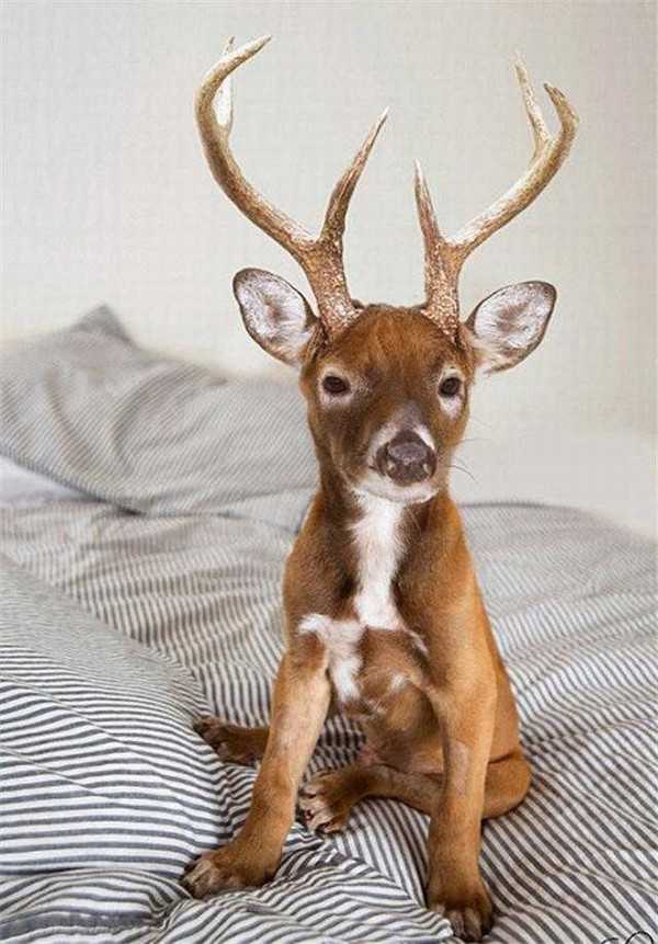 Photoshop下的地球新物种?你见过没