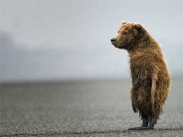 Photoshop下的地球新物种?你见过没