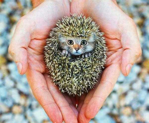 Photoshop下的地球新物种?你见过没