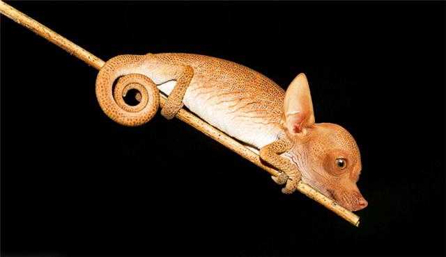 Photoshop下的地球新物种?你见过没