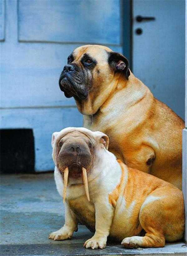 Photoshop下的地球新物种?你见过没