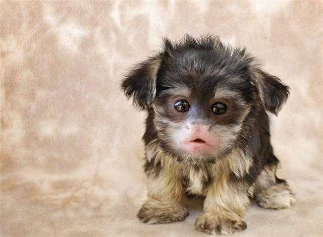 Photoshop下的地球新物种?你见过没