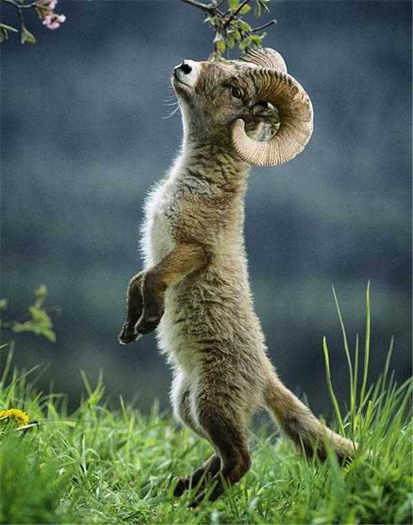 Photoshop下的地球新物种?你见过没